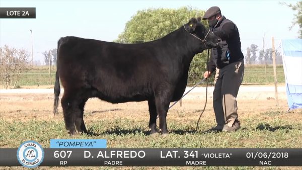 El Señuelo Hembras PP Lote 2 A