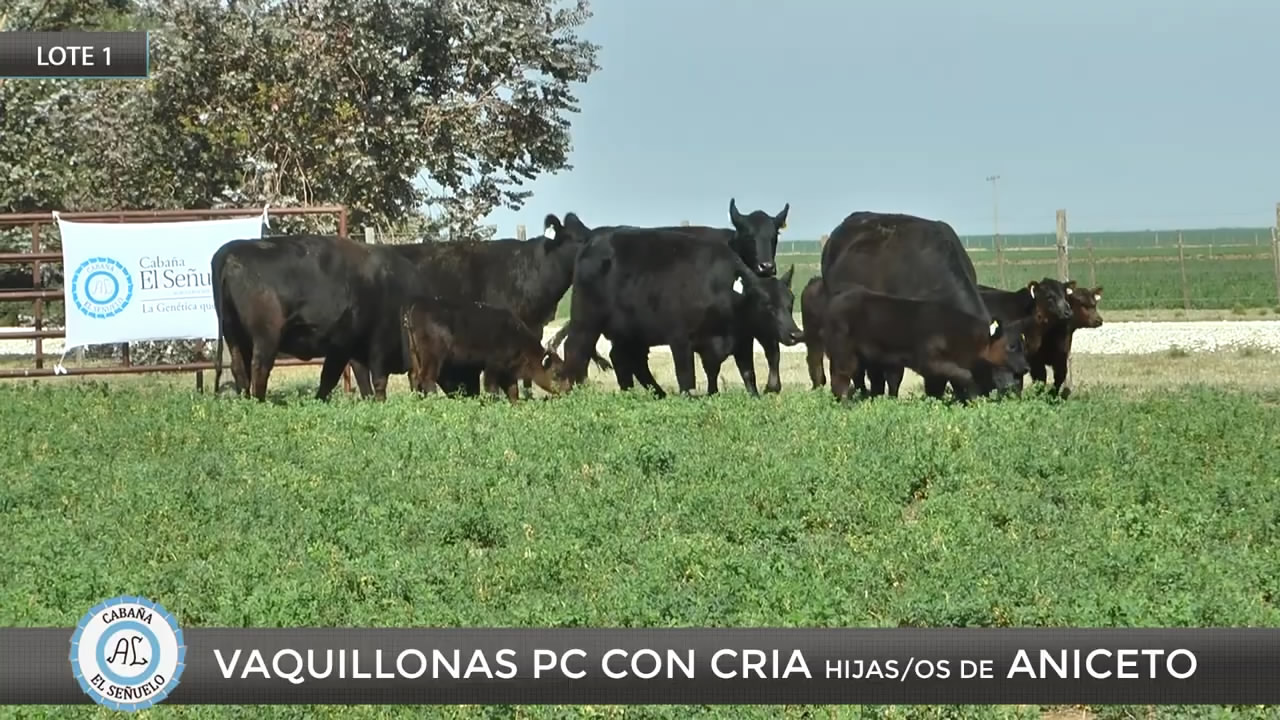 El Señuelo Vaquillonas PC Lote 1