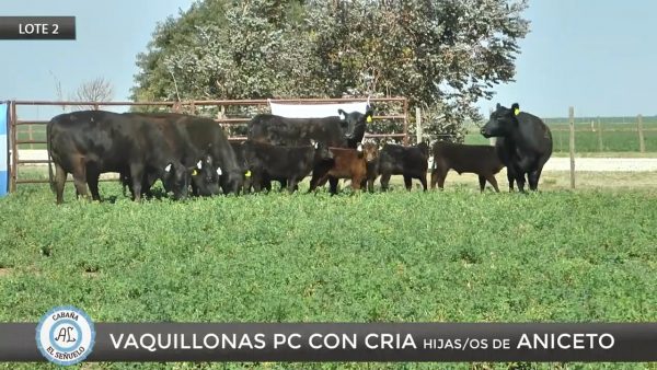 El Señuelo Vaquillonas PC Lote 2