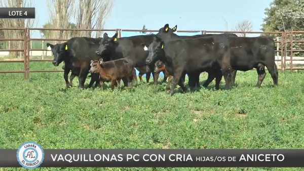 El Señuelo Vaquillonas PC Lote 4