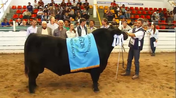 Expo Jesús María, Gran Campeón Macho El Señuelo