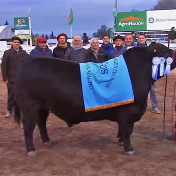 Gran Campeón Macho Angus Río Cuarto 2018