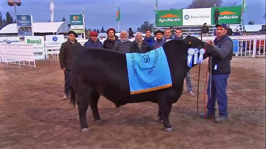 Gran Campeón Macho Angus Río Cuarto 2018