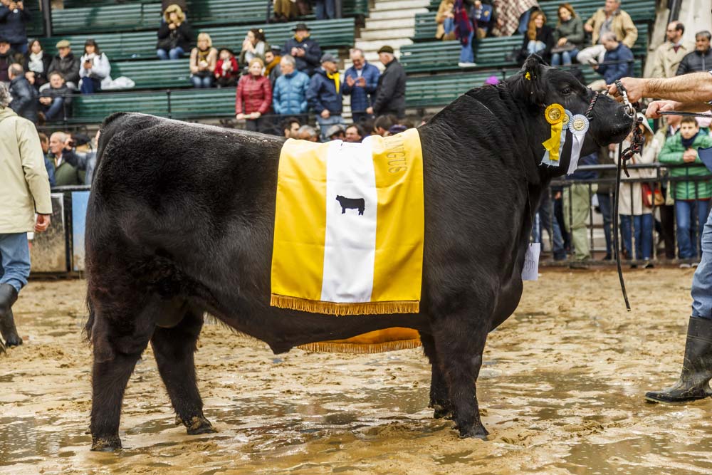 cabaña El Señuelo toros padres