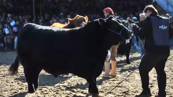 El-Señuelo-en-la-fila-final-de-Angus-Palermo-2019-home